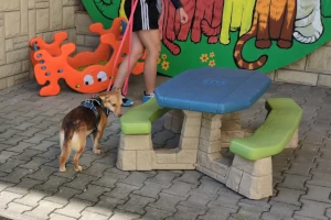 Nosework a detekcja służbowa - podobieństwa i róznice