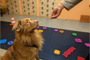 Siła smakołyka – o roli jedzenia w treningu nosework i nie tylko