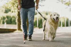 Jak oduczyć psa ciągnięcia na smyczy?